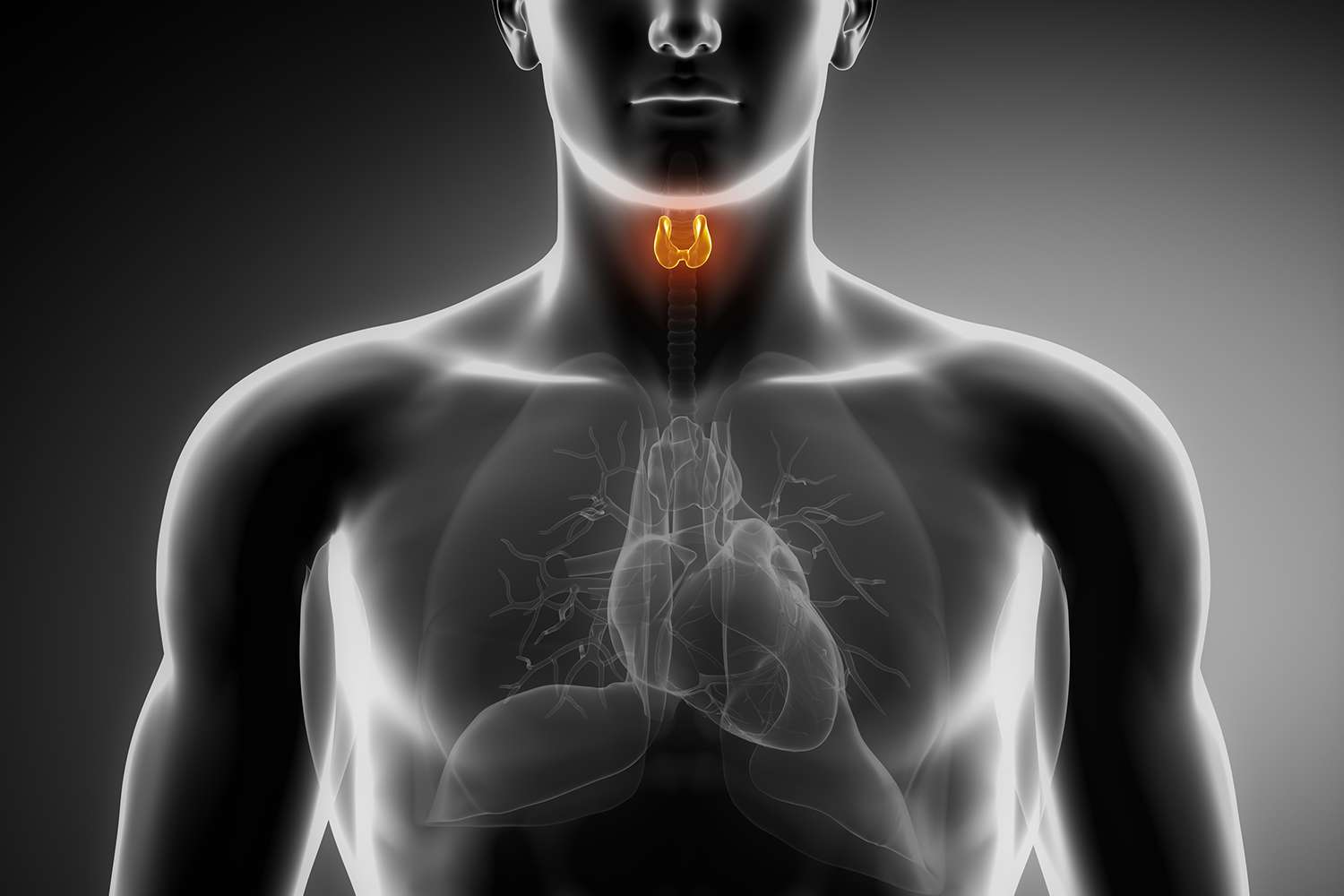 thyroid gland human anatomy