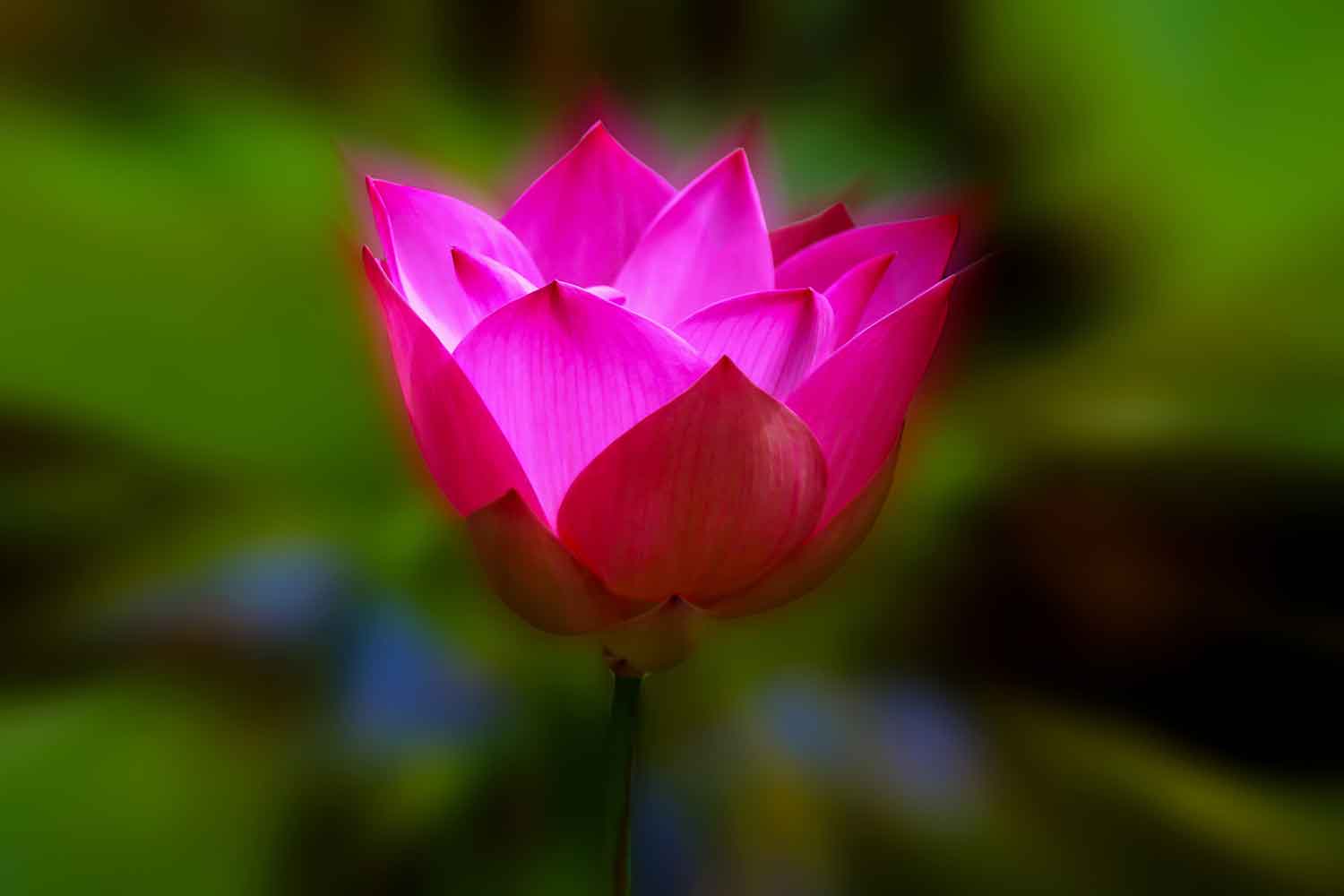 humanity's blossoming - the rise of the lotus flower