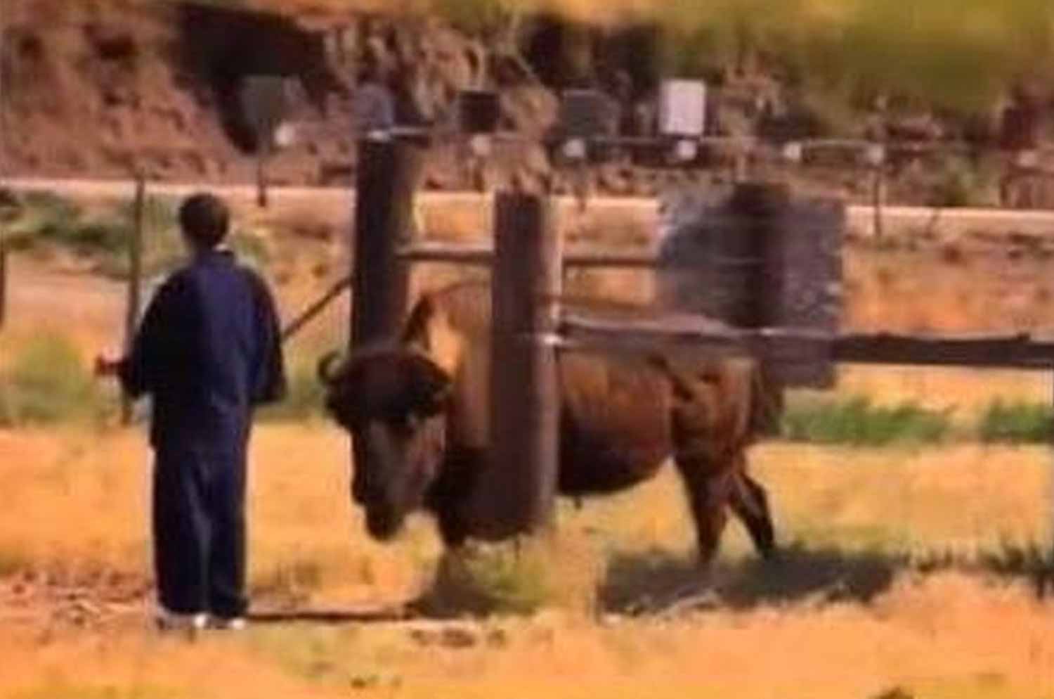 mster kanzawa stands next to a giant buffalo with no fear