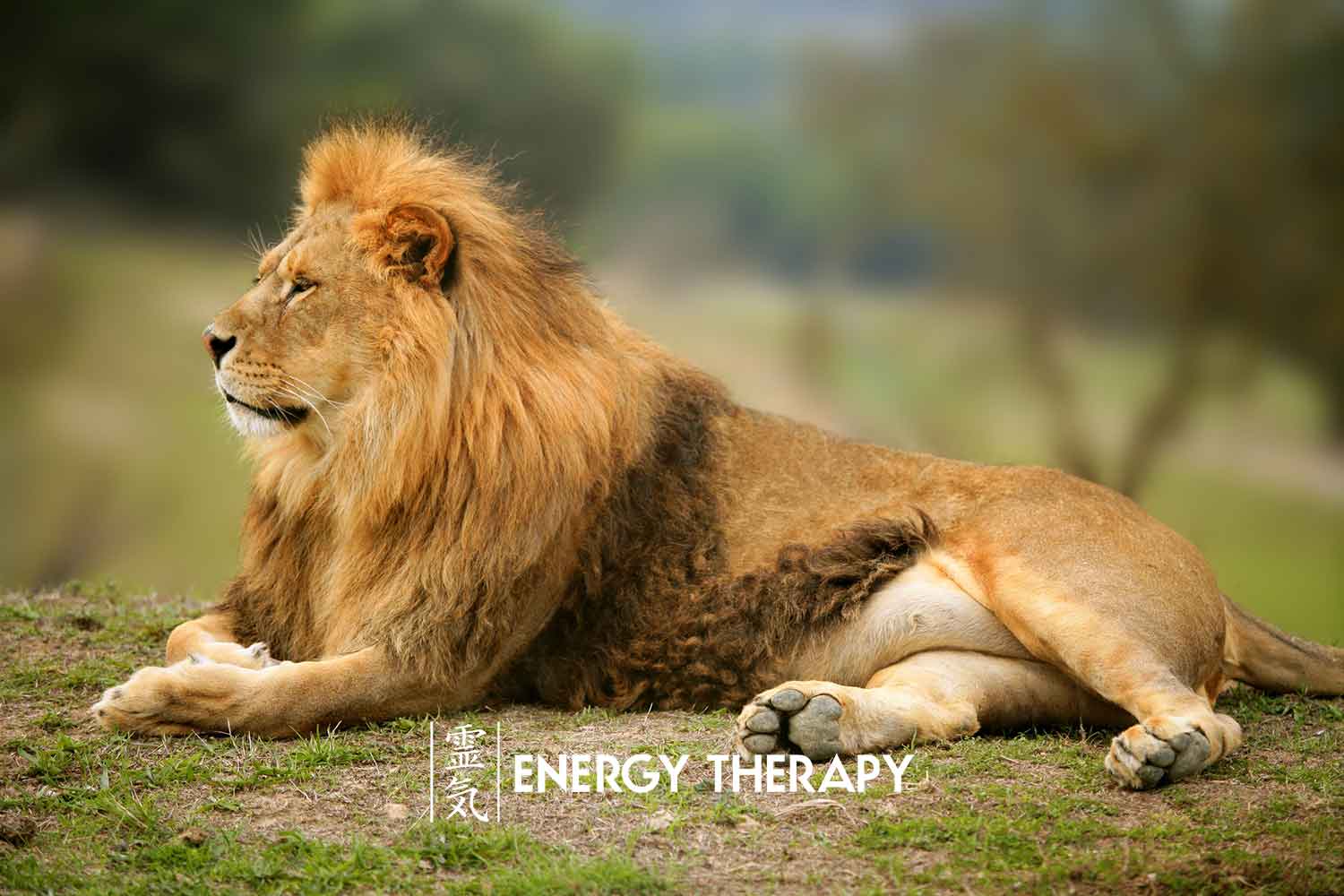ESP & Animal Communication: A Walk with Lions and a 'Cheetah Massage' -  Energy Therapy