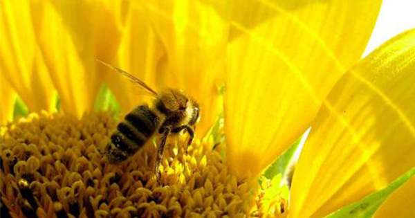 Honey bee on a sunflower