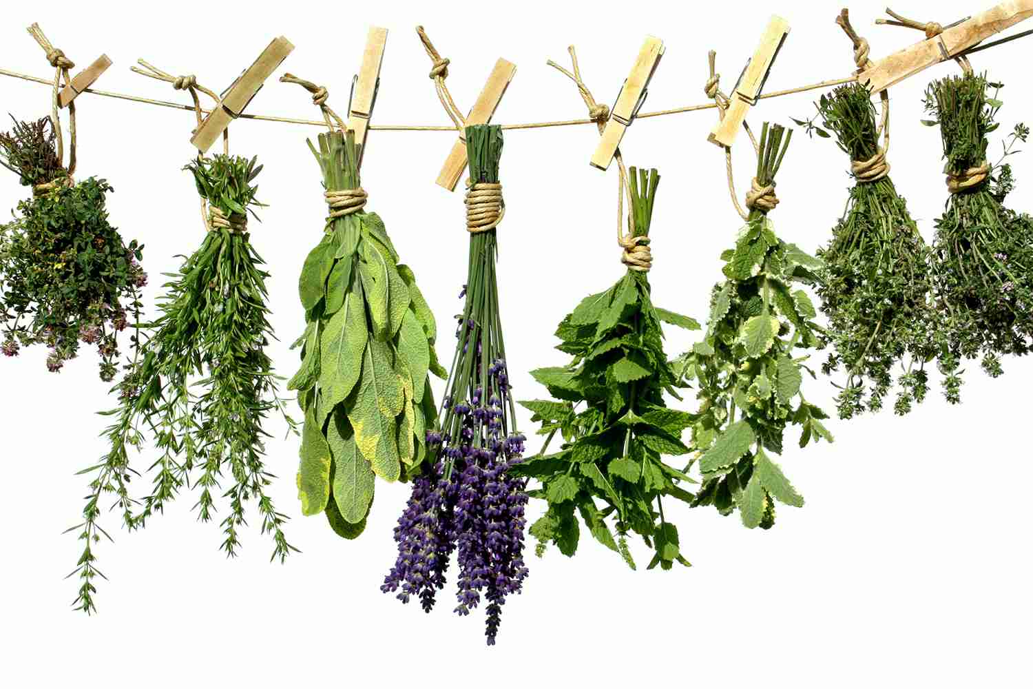 fresh herbs hanging up to dry