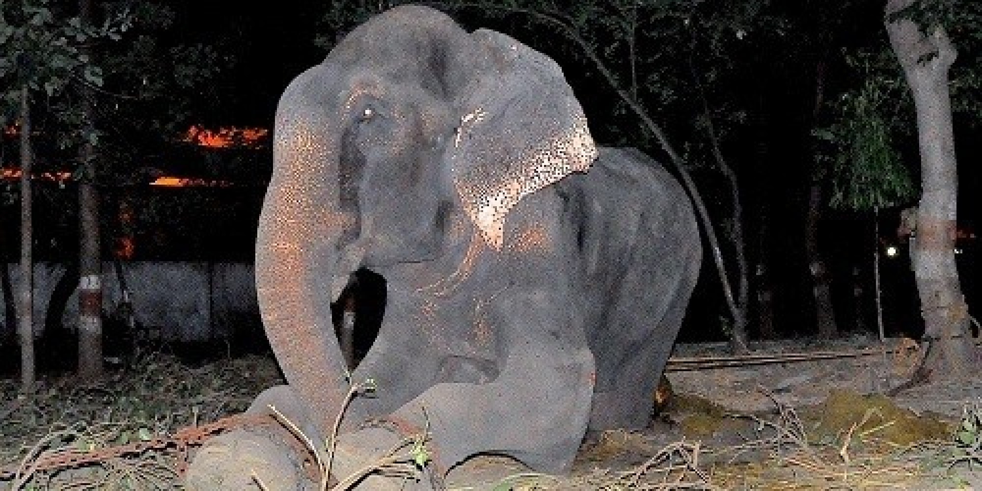 raju elephant rescued