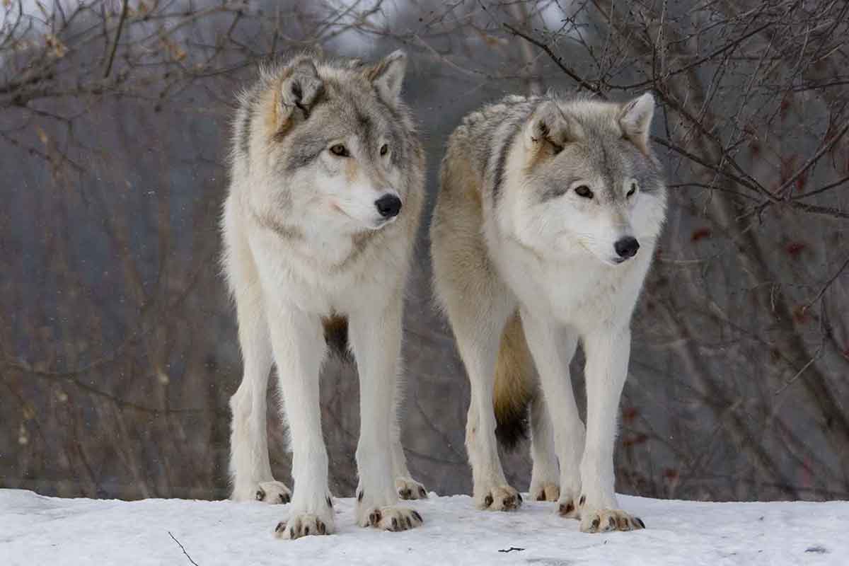 They released 14 wolves in a park - but no one was prepared for this!