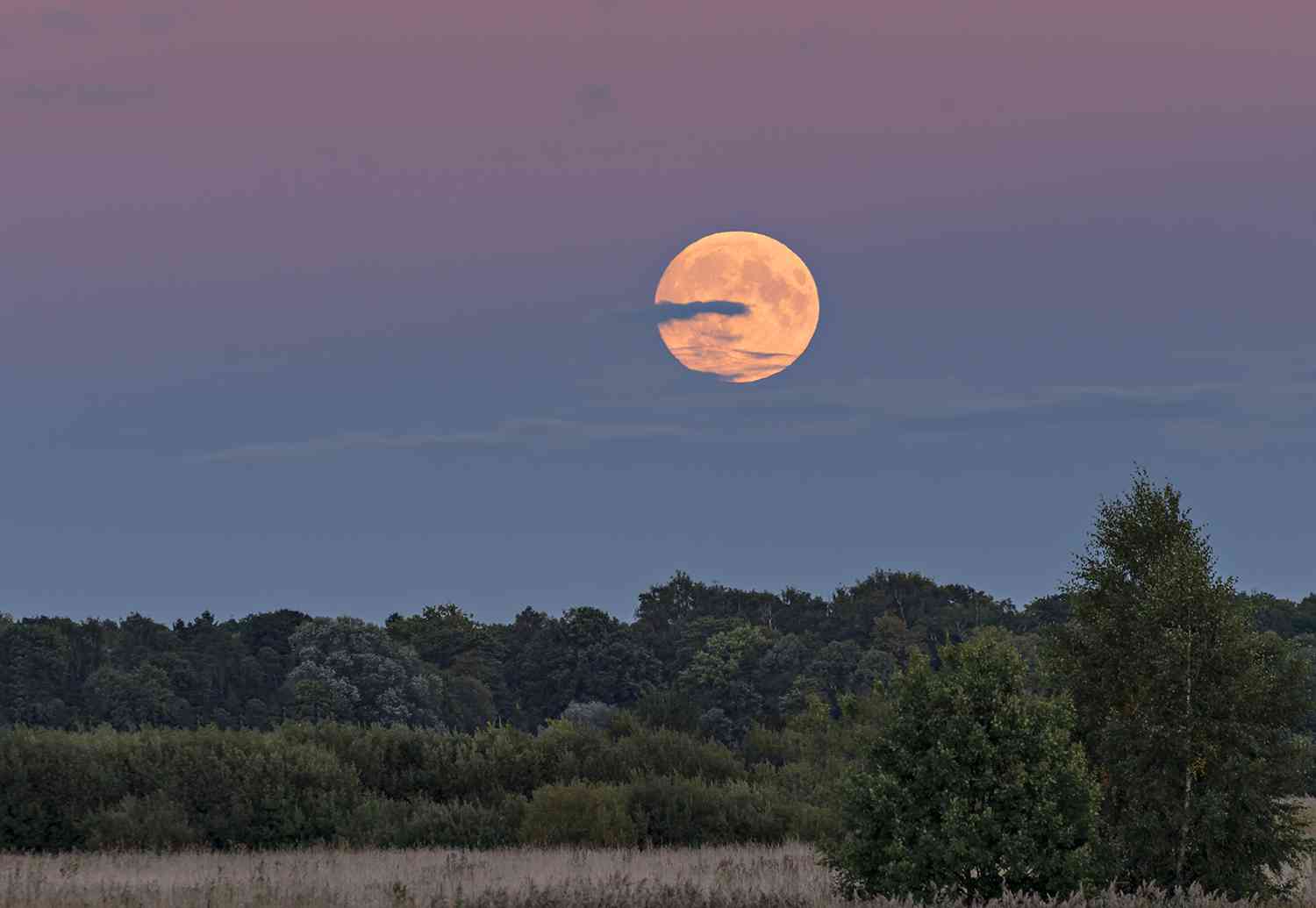 supermoon above the forest