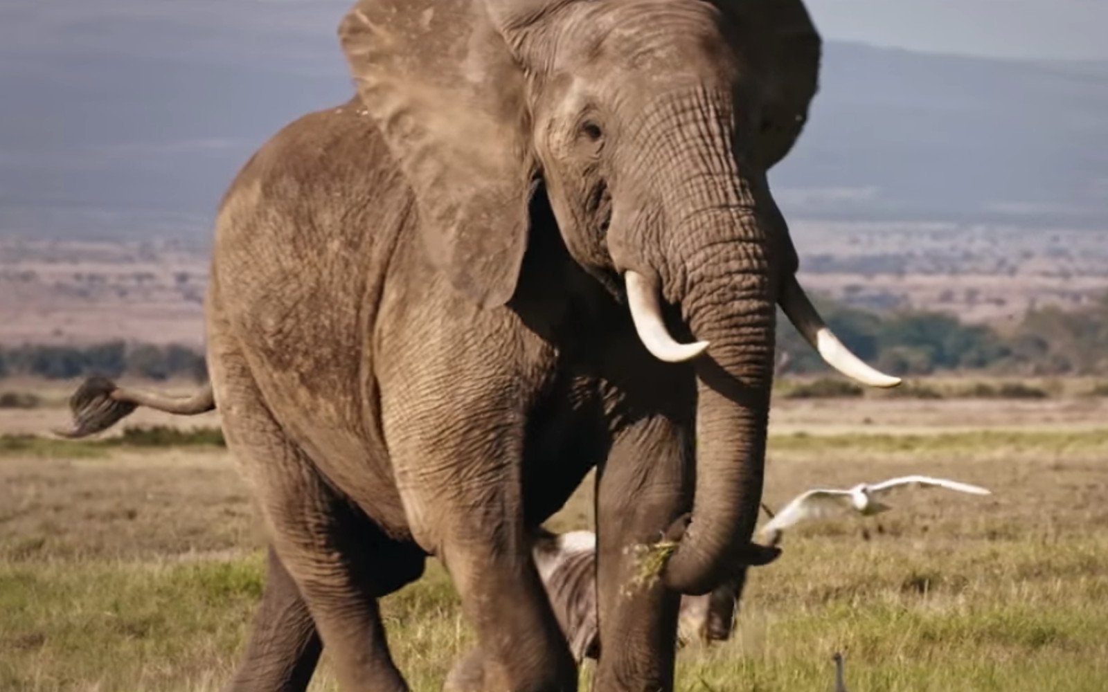 an elephant with ivory tusks