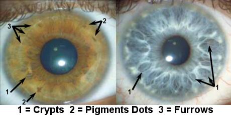 eyeball showing biometric data