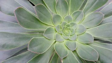 Total Frequency Shift Program Join me for a year of Renewal and Self-transformation