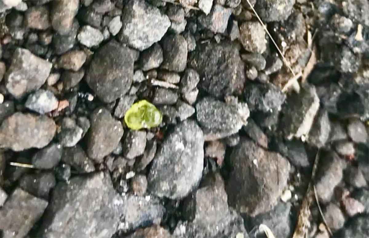 Hawaii’s volcano is raining green gems from the sky