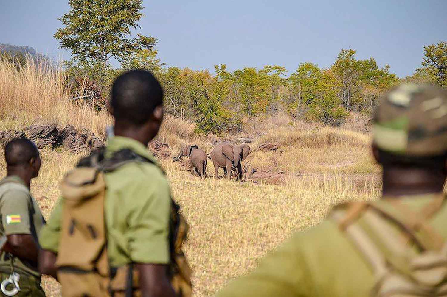 poaching unit africa