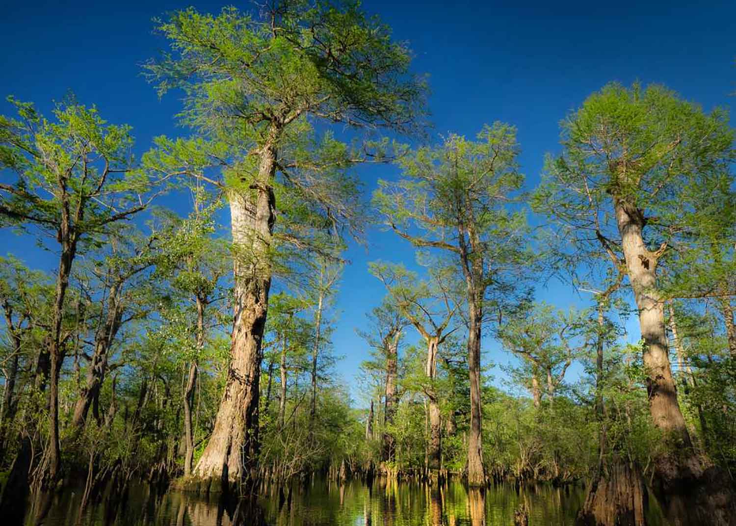 Alive before Jesus' birth, a 2600-year-old tree in North Carolina is one of the oldest in the world!