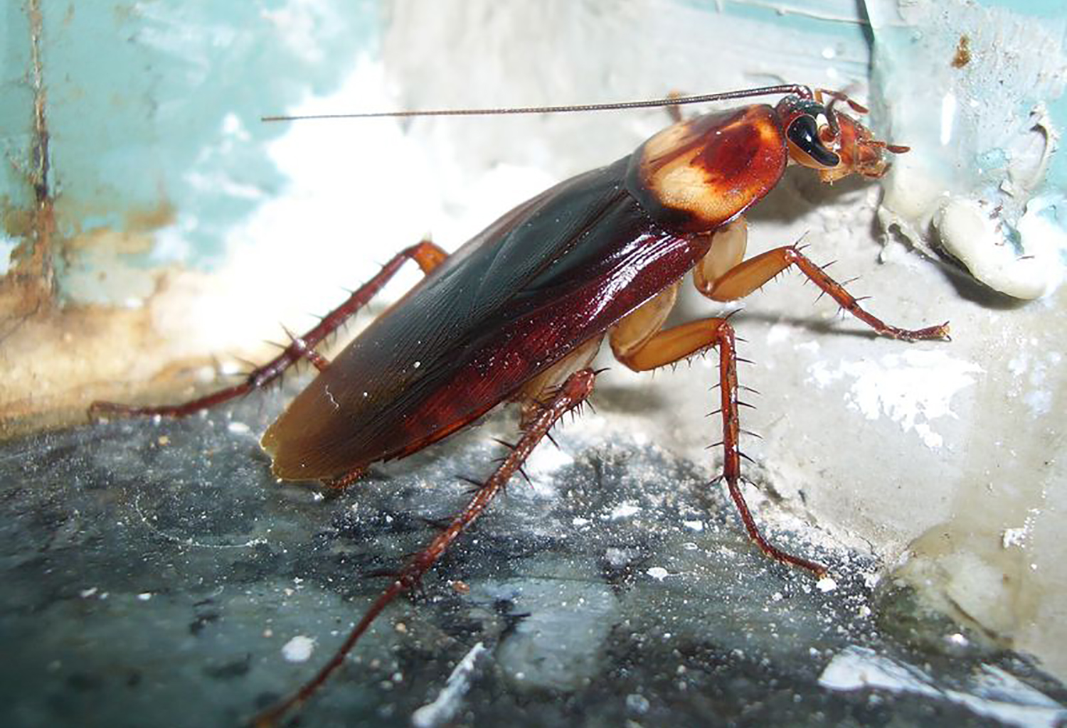 How Messengers Appear In Our Daily Lives: Cockroach Symbolism & Meaning
