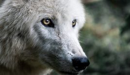 The Cherokee Story of Two Wolves